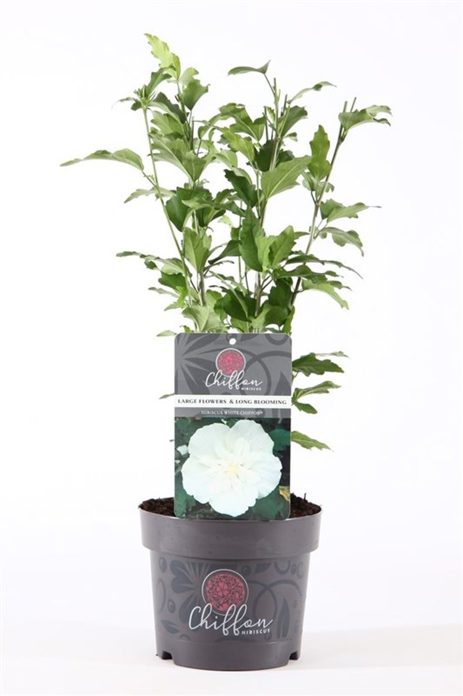 Hibiscus syr. 'White Chiffon' - C3